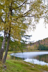 Obraz premium autumn in the forest