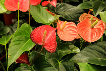 Anthurium Andreanum plants in the garden