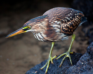 Closeup portrait of a Lava Heron (Butorides sundevalli) standing on rocks hunting for invertebrates in the Galapagos Islands, Ecuador.