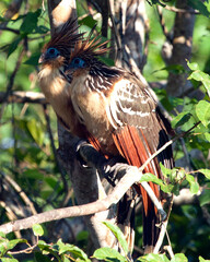 Closeup portrait of two bizarre looking colorful Hoatzins (Opisthocomus hoazin) sitting on branch in the Pampas del Yacuma, Bolivia.