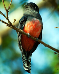 Closeup portrait of exotic and colorful bird in the Pampas del Yacuma, Bolivia.