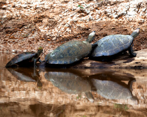 Obraz premium Closeup portrait of Yellow-spotted River turtles (Podocnemis unifilis) sitting on log with reflection in water in the Pampas del Yacuma, Bolivia.