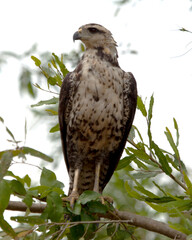 Closeup portrait of  a Golden Eagle (Aquila chrysaetos) perching in branches while hunting in the Pampas del Yacuma, Bolivia.