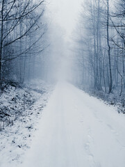 Obraz premium winter road in the forest
