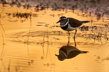 Getting his toes wet. Full length shot of a bird in its natural habitat.