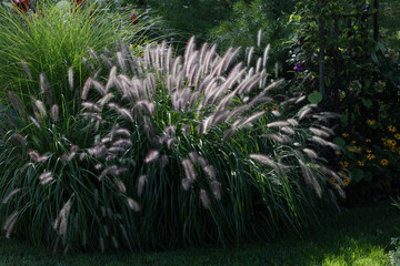 Dazzling Pennisetum alopecuroides, Red Head fountain grass has snazzy bottlebrush plumes...