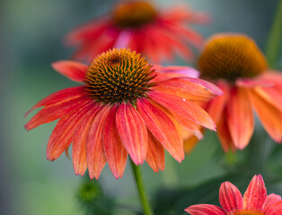 Brilliant orange coneflowers, echinacea, brighten up a midwestern garden.