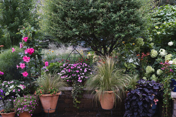A cool summer's night, just before dusk, highlights Sweet potato vine, whimsical mexican feather grass in terra cotta planters beneath a variegated Japanese willow tree