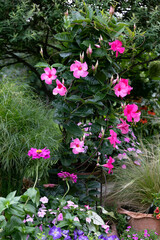 Fototapeta na wymiar A colorful grouping of garden containers incorporating fuchsia mandevilla, pink zinnias, pink petunias and mexican feather grass