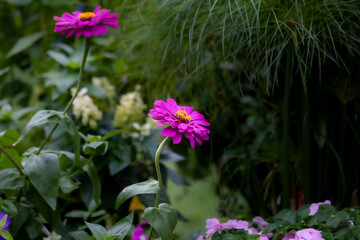 Macro of beautiful fuchsia zinnia elegans in a midwest garden with bokeh ornamental grasses as a background. 