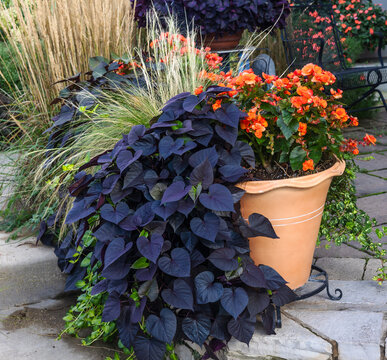 Beautiful dark purple heart shaped sweet potato vine, ipomoea, paired with orange begonias in a large terra cotta container, tumbling down a limestone wall. 