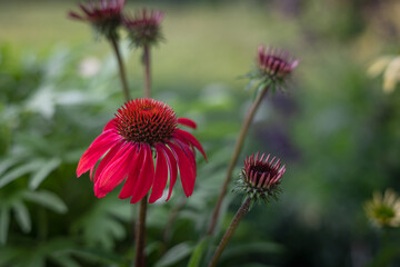 A horizontal photo of a single blooming Red baja sombrero coneflower against a bokeh background in a meadow.