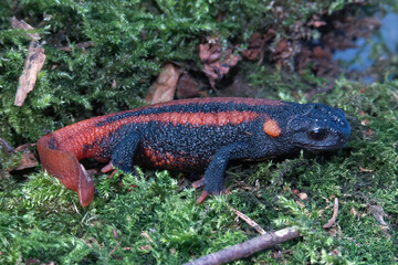 Closeup on a juvenile Red-tailed Knobby Newt - Tylototriton kweichowensis on green moss