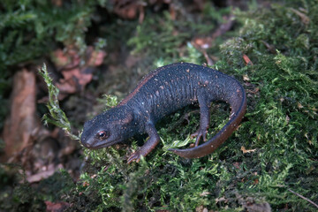Closeup on a fresh metamorphosed juvenile Red-tailed Knobby Newt - Tylototriton kweichowensis on green moss