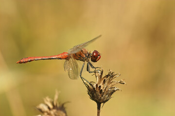 Closeup of a male Ruddy Darter, Sympetrum sangiuneum against a green blurred background