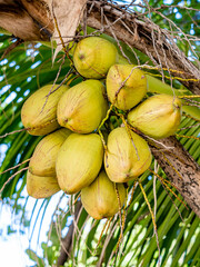 Bunch of ripe yellow coconuts on a palm tree close-up