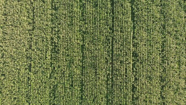 Aerial view with a drone of a field of corn flowered perfectly sown.