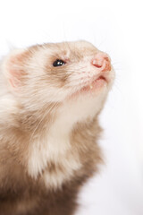 Angora ferret of champagne color - details of nose