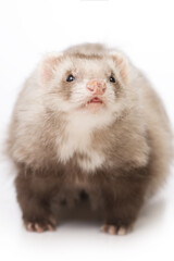 Angora ferret of champagne color - details of nose