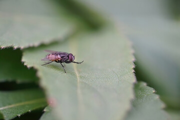 Soft focus closeup of a common face fly or autumn housefly, Musca autumnalis, on green leafs