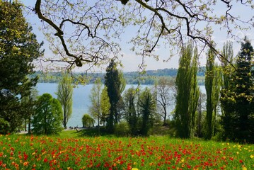 Park with trees and colorful tulips blooming in spring.