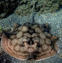 Costa Rica Pacific sea life