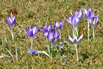Diese lila Krokusse in der Wiese gehören zu den ersten Frühlingsblumen