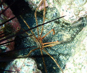 Costa Rica Pacific sea life