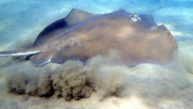 Costa Rica Pacific sea life