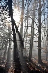 Sonnenstrahlen und sich auflösender Nebel erzeugen eine mystische Stimmung im Wald