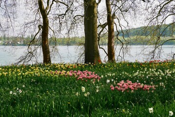 Park with trees and colorful tulips and daffodils blooming in spring.