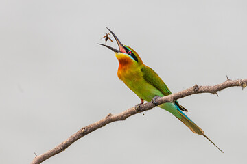 Blue-tailed Bee-eater  - Merops philippinus