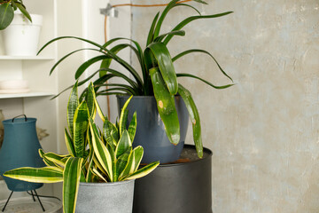 Home green plant in a shelf on a shelf in the interior