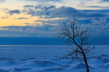 Lone Tree Against a Deep Blue Twilight Sky in Winter with a Frozen Lake as Background