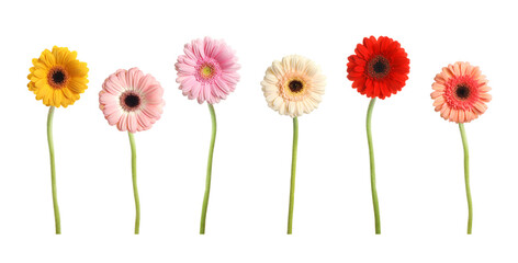 Set with beautiful gerbera flowers on white background. Banner design