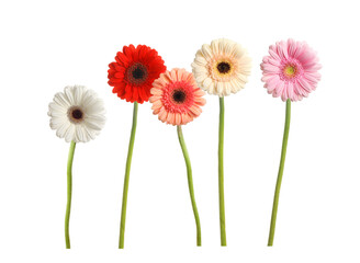 Set with beautiful gerbera flowers on white background