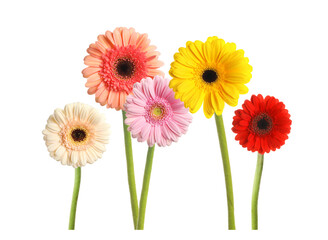 Set with beautiful gerbera flowers on white background