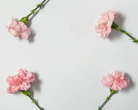 Pastel Light Pink Carnations On White Background. Creative Flowers Concept. Minimalistic Nature Composition.