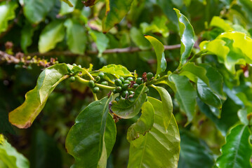 organically grown coffee tree