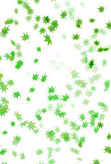 新緑　もみじ　葉　背景