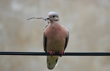 paloma preparando su nido para el invierno