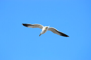 hermosas gaviotas buscando comida en el estuario de Bahia Blanca