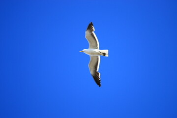 hermosas gaviotas buscando comida en el estuario de Bahia Blanca