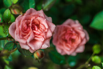 pink rose with bokeh background
