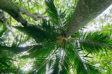 Lush New Zealand bush in Hukutaia Domain