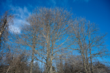 Close-up view of treetops in winter