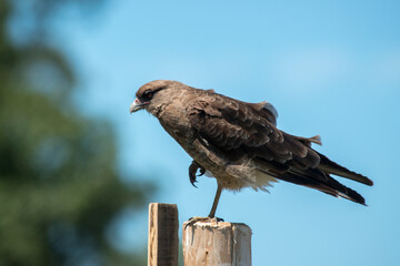 Primer plano de un ave de rapiña. Milvago chimango