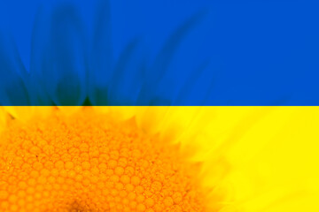 Transparent Ukrainian flag colors on blooming sunflower in background.