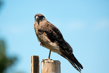 Primer plano de un ave de rapiña. Milvago chimango