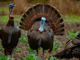 male turkey strutting in a field with full tail